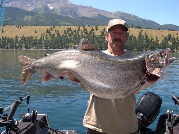 An angler holding a very large lake trout (mackinaw) with a scenic view of a lake in the background.