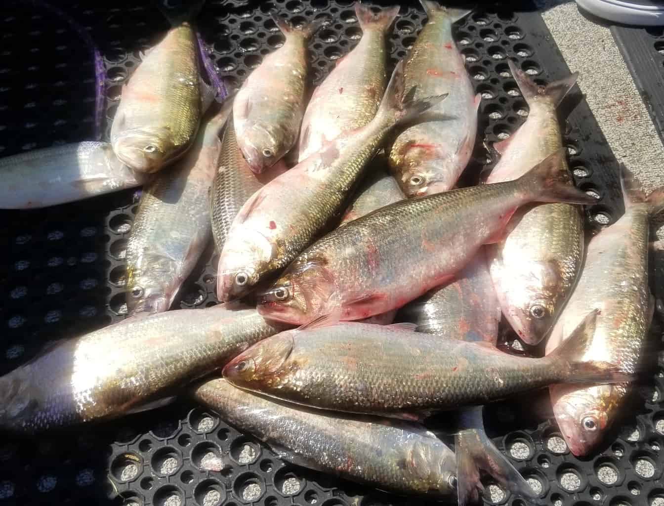 A bunch of shad caught in the Columbia River.