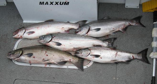 A fish box is full of salmon bunched up and caught in Coos Bay.