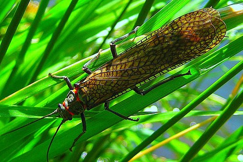 An insect sitting on a leaf.