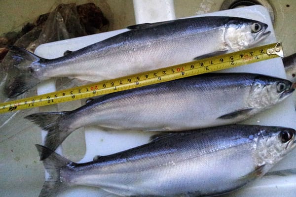 Three kokanee being measured with a measurement tape.