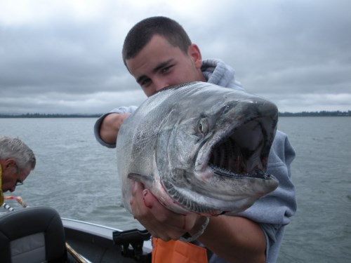 A columbia river fall chinook salmon being held by an angler and pointed into the camera.