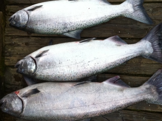 Three spring Chinook salmon caught in the Willamette River in Portland.