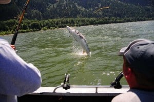 A huge sturgeon leaping from the water.