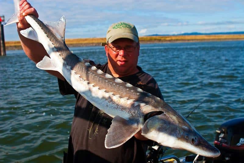 Fishing guide Marvin Henkel Jr. holds up a nice sturgeon caught in the Columbia River.