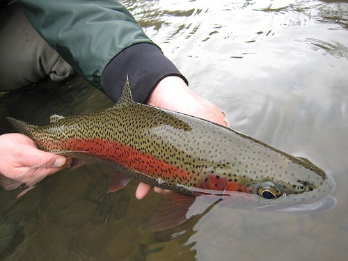 An angler holding a mckenzie river redside rainbow trout ready for release.