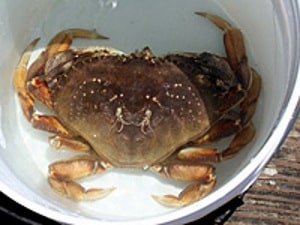 A closeup of a crab in a bucket.