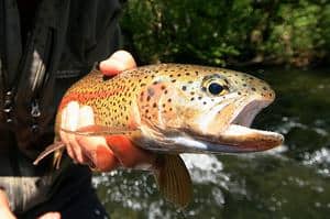 An angler holding a fish caught in mckenzie river.