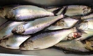 A closeup of a pile of american shad.