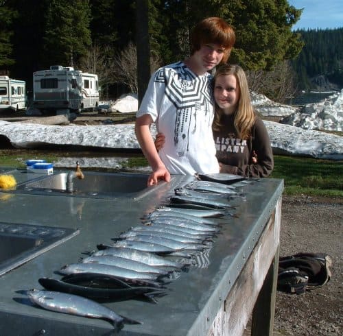 A lot of kokanee lined up at a fish cleaning station.