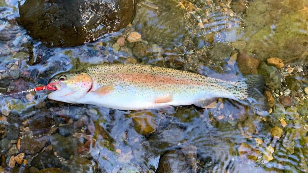 A closeup of a rainbow trout laid in the water with a lure in its mouth.