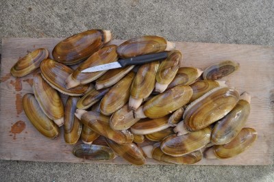 Razor clams set on a plank.