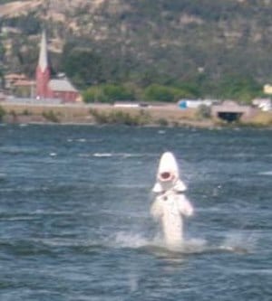 A giant sturgeon leaping out of columbia river.