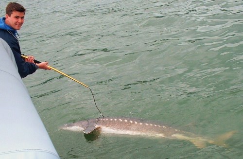 A large sturgeon being landed in the umpqua river estuary.