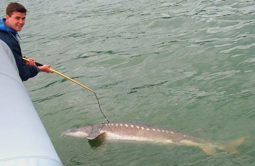 Sturgeon Fishing the Umpqua River and Winchester Bay - Best Fishing in  America