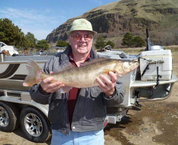 A fisherman showcasing a caught columbia river walleye.