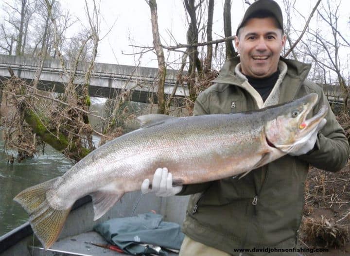 An angler holding a large wilson river steelhead.