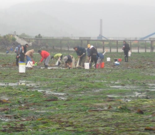 People are doing bay clamming.