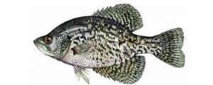 black_crappie