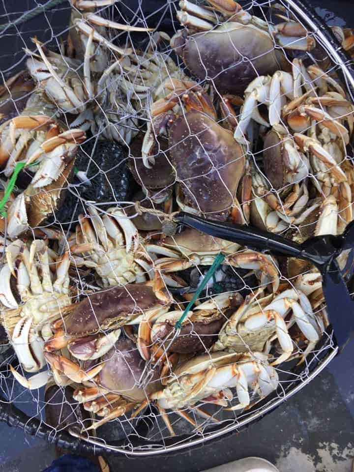 Crab pot full of dungeness crabs caught on the oregon coast.