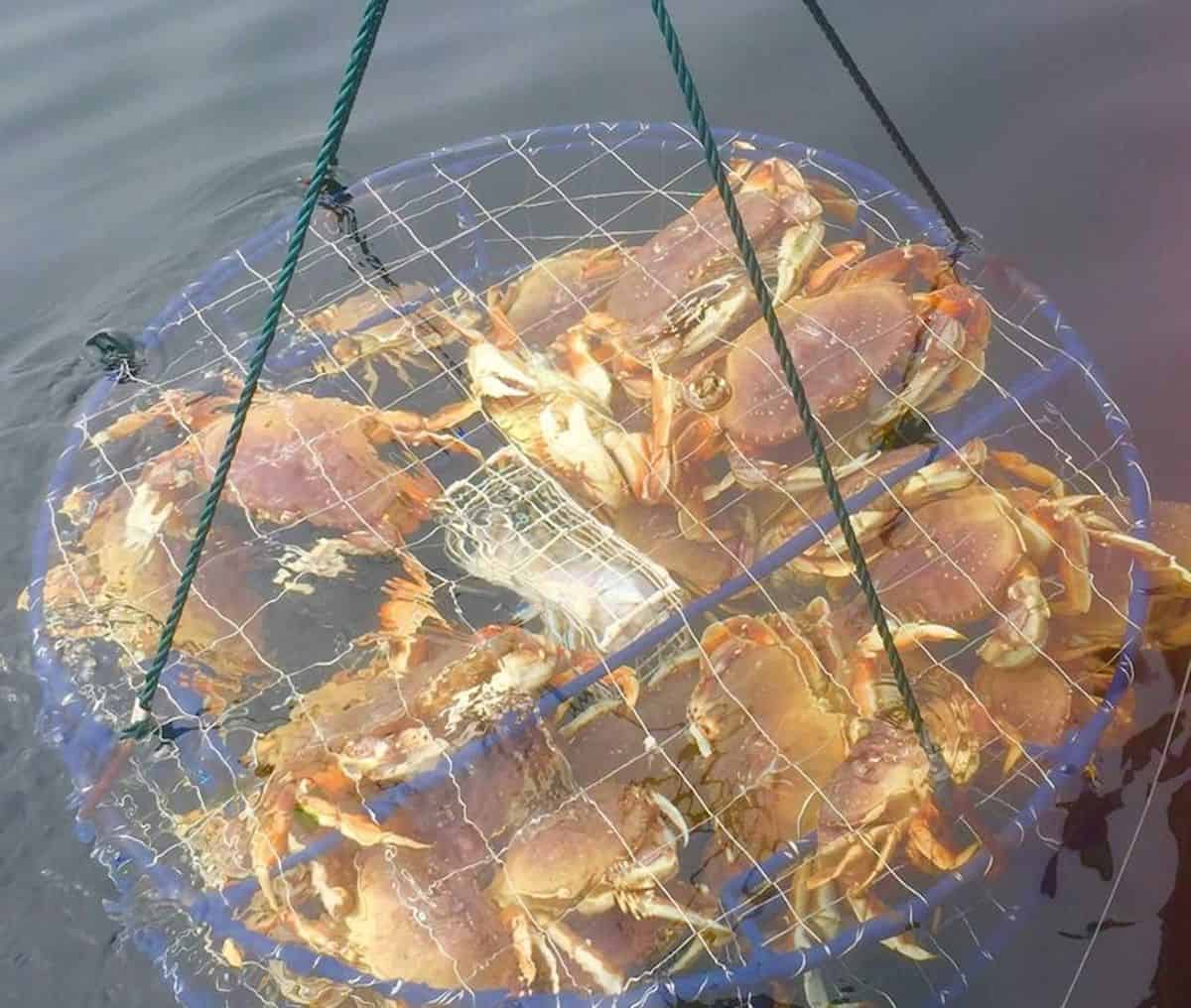 A trap brimming full of Dungeness crabs is pulled to the surface of the water.