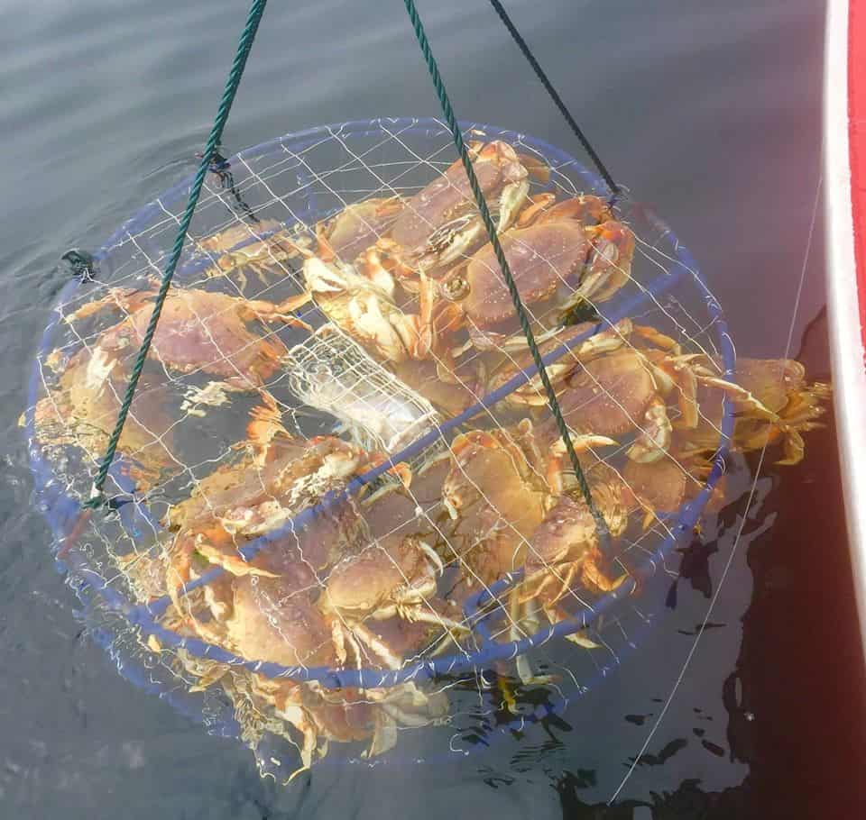 Best Crabbing on the Oregon Coast What Are the Top 10 Bays? Best