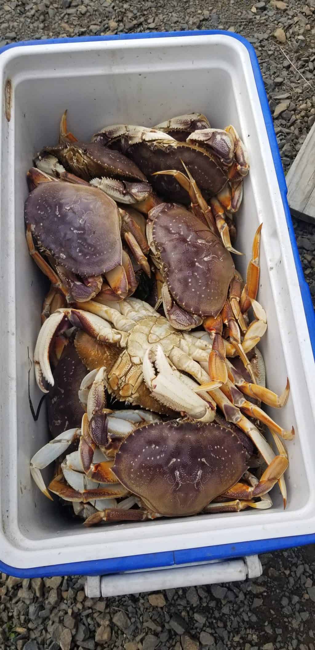 A cooler full of fresh crabs caught in one of the best crabbing bays in oregon.