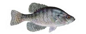 crappie__white