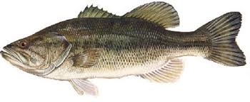 largemouth bass