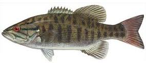 smallmouth bass