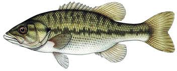 spotted bass