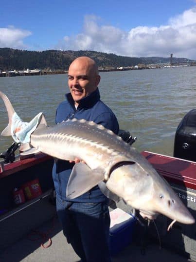 An angler carrying a huge sturgeon.