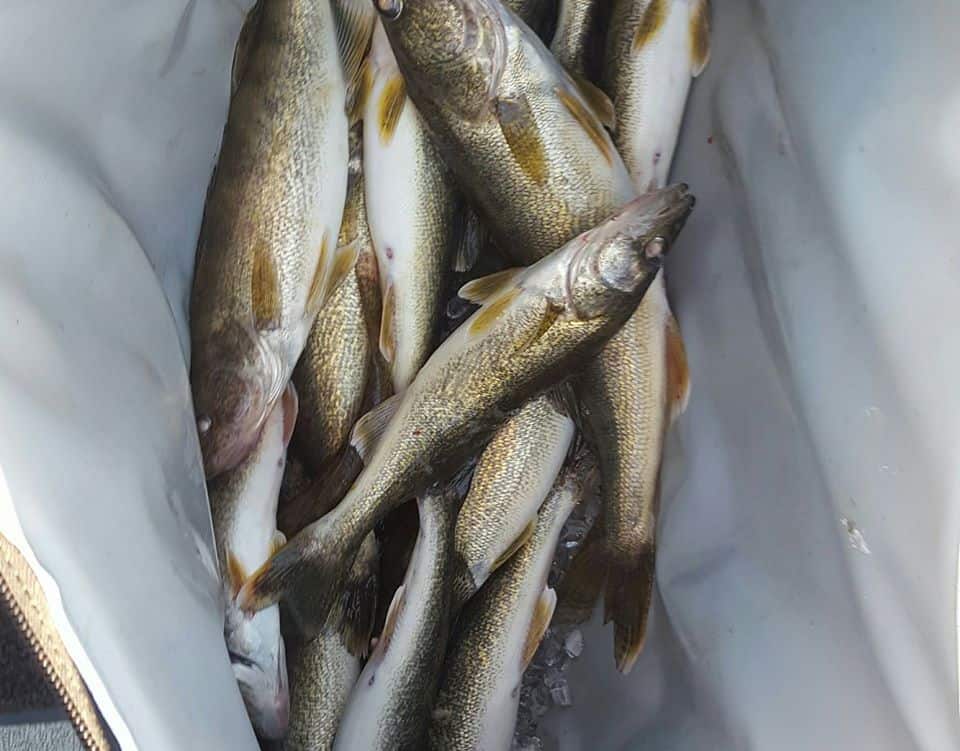A lot of walleye being stored in a bag.