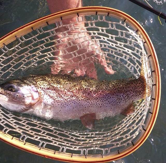 A closeup of Owyhee River trout in a net just before release.