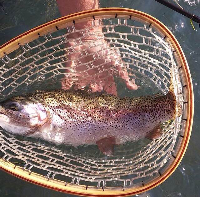 A closeup of Owyhee River trout in a net just before release.