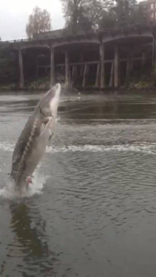 Fishing in the Willamette River and Multnomah Channel – Best Fishing in