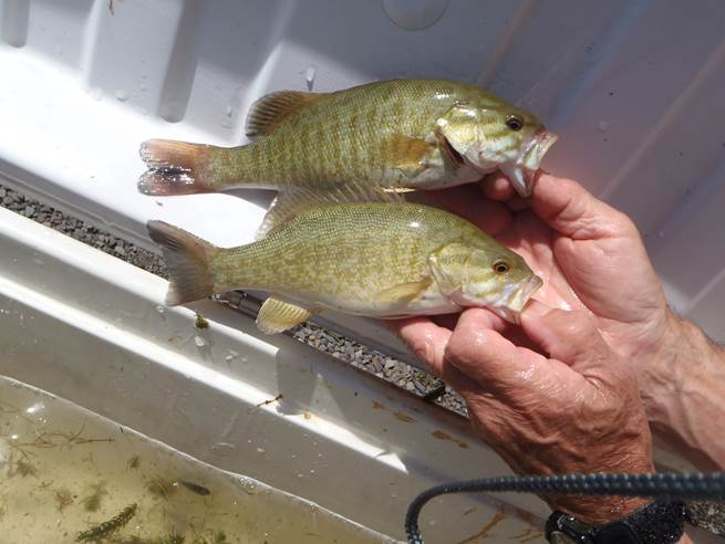Two smallmouth bass caught at dexter reservoir.