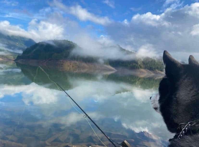 A dog seems to watch a fishing pole and line in the water at Hills Creek Reservoir, known for trout fishing and more.
