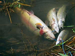 A stringer of trout caught at leaburg lake on the mckenzie river near springfield.