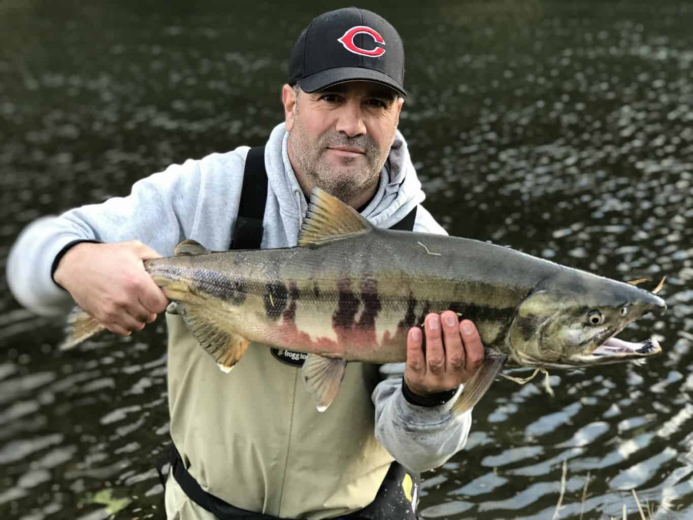 An angler holding a kilchis river chum salmon.