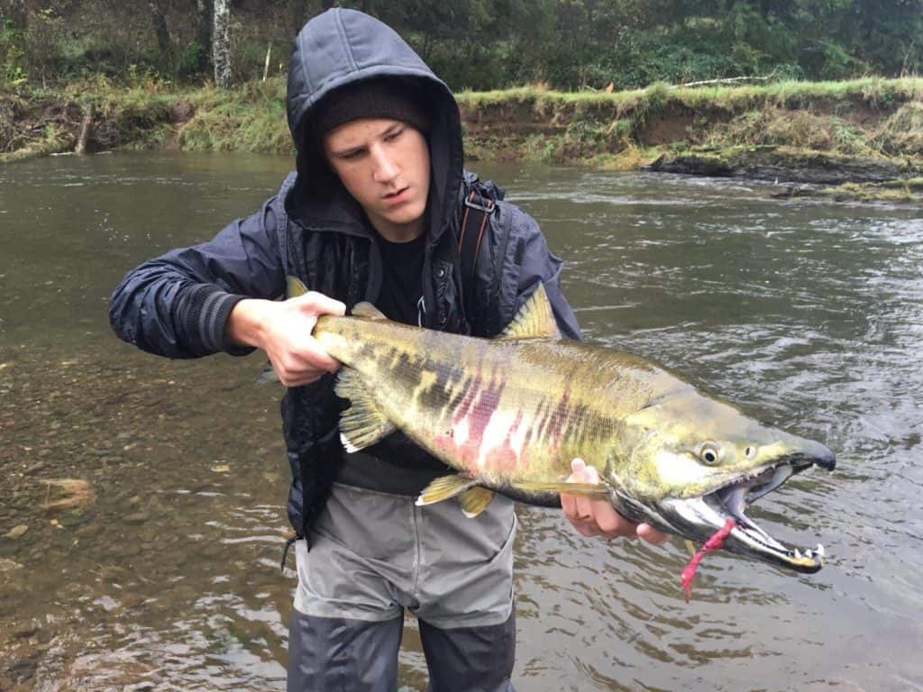 An angler holding a nice chum salmon.