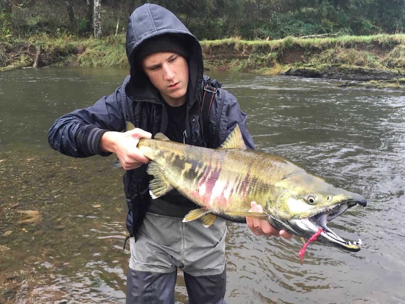 An angler holding nice chum salmon.