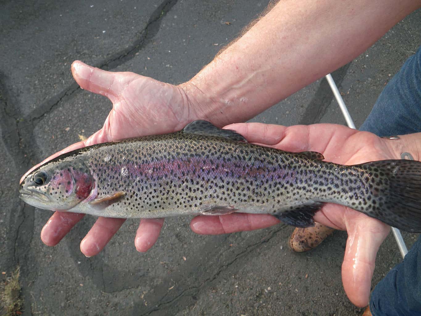 A closeup of a trout being held by an angler.