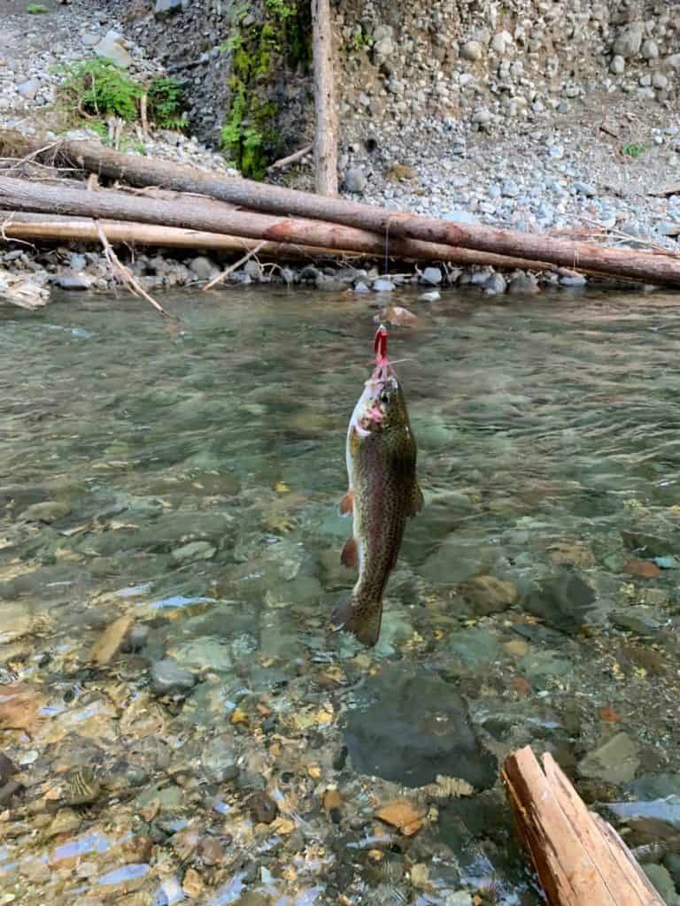 A Breitenbush River Trout being hanged in a stick slightly above the water.