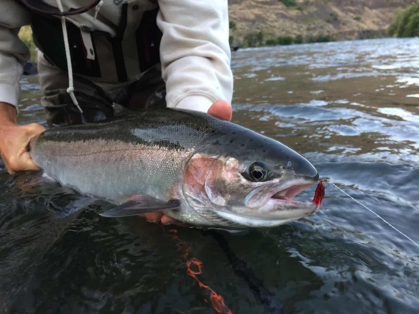 A fish being held just slightly above the water.