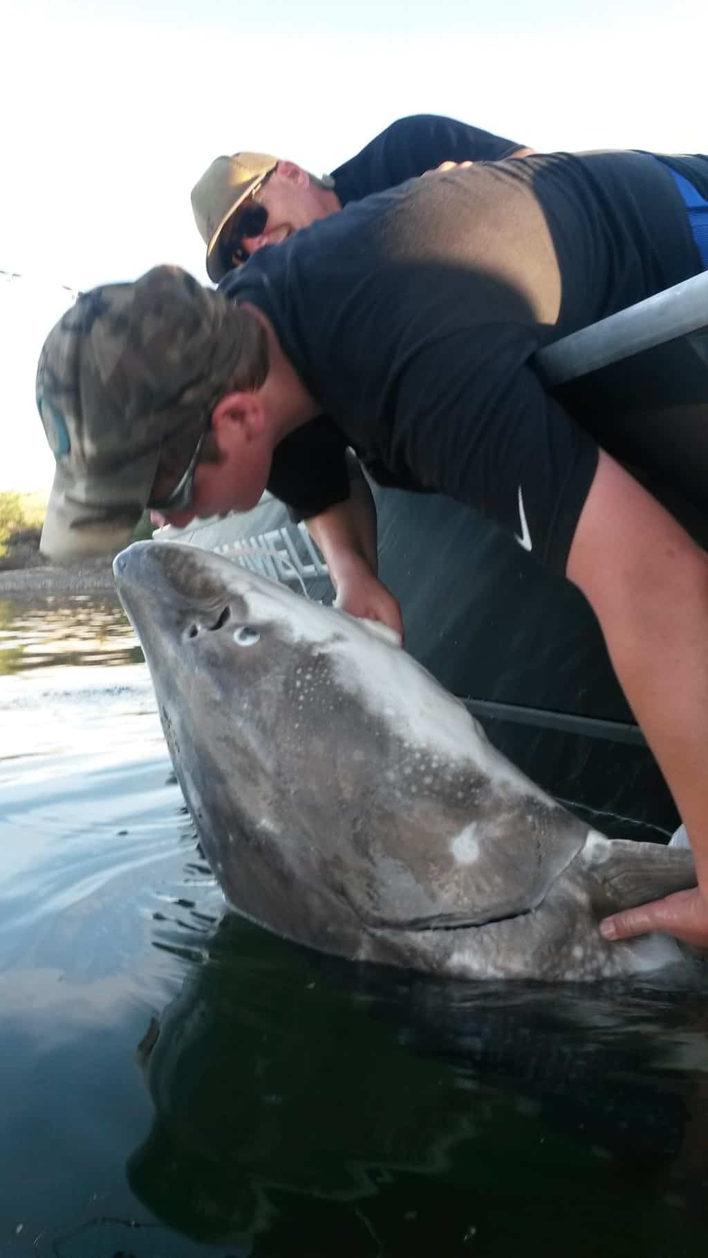 A giant sturgeon gets a kiss before being released back into the Columbia River near The Dalles.