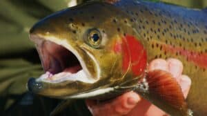 Trout Fishing: How-To Techniques and Tips to Catch More Fish - Best Fishing  in America
