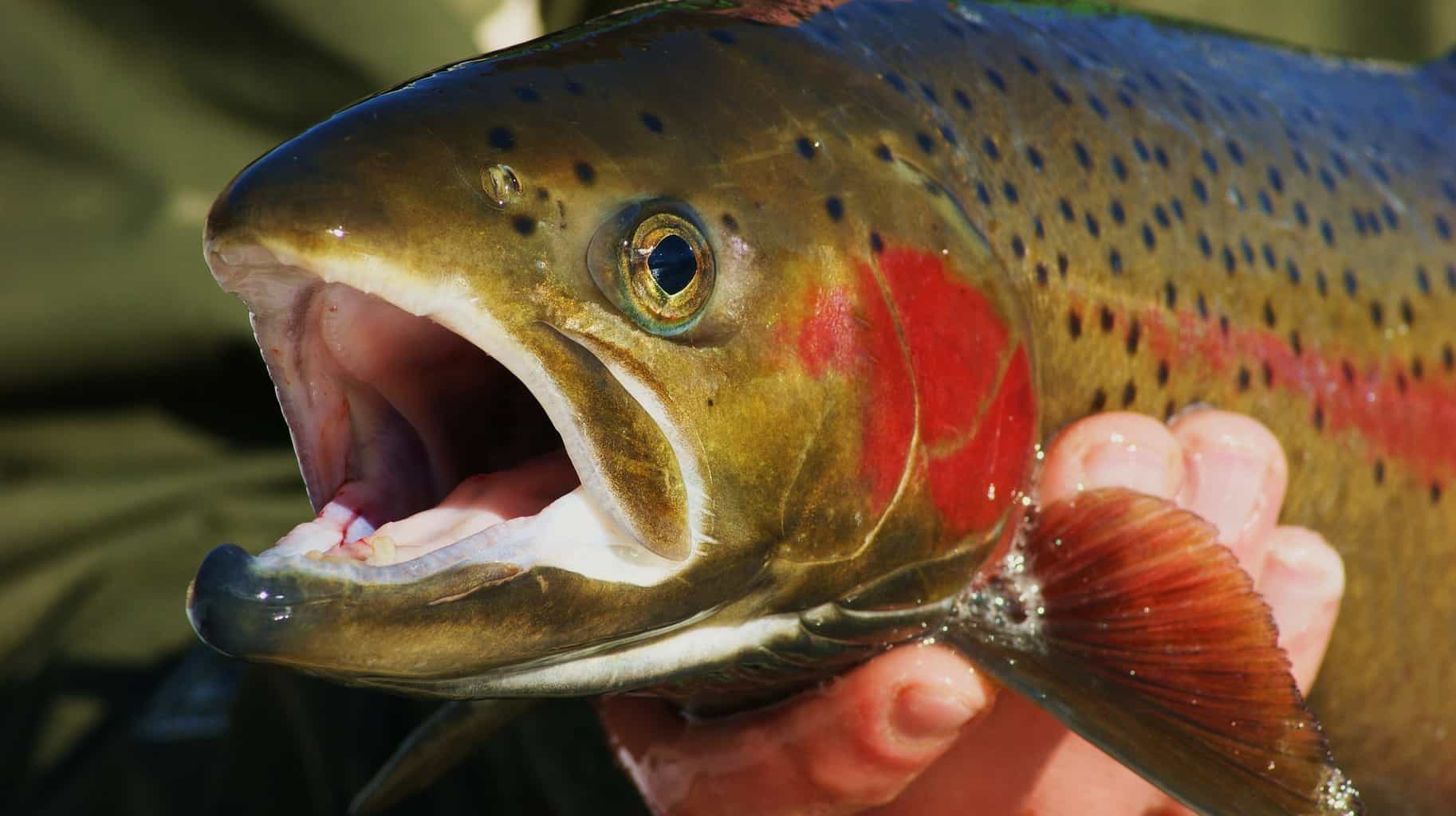 A closeup of a brightly colored trout.
