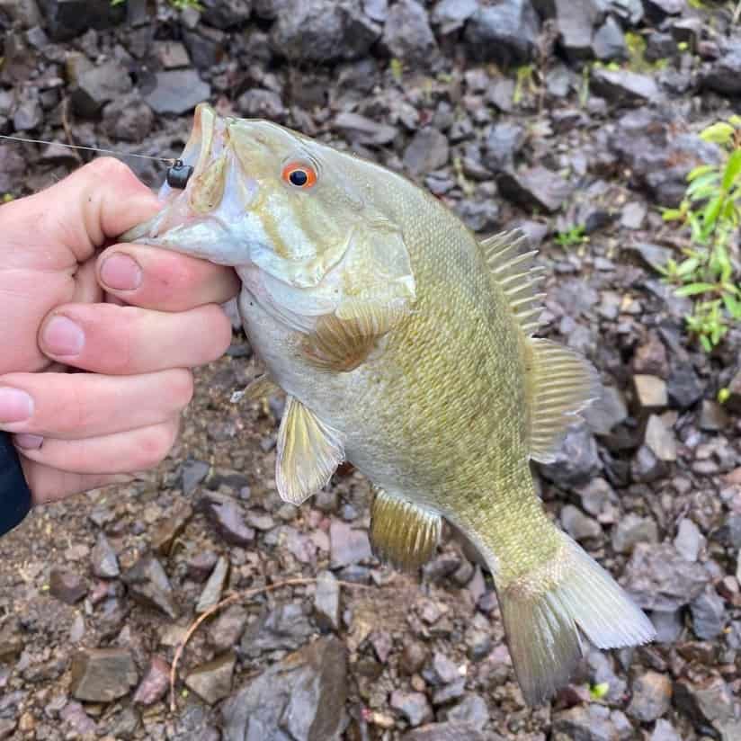 An angler's had holds a smallmouth bass by the lip after catching it fishing in Lookout Point Reservoir.