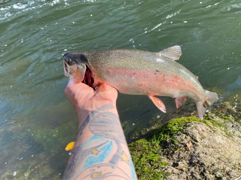 An angler's hand holds a nice rainbow trout caught fishing in Fall Creek near Eugene, Oregon.